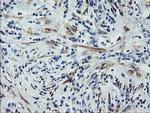 Calponin 2 Antibody in Immunohistochemistry (Paraffin) (IHC (P))