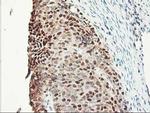 ALS2CR1 Antibody in Immunohistochemistry (Paraffin) (IHC (P))