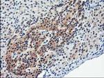 ALS2CR1 Antibody in Immunohistochemistry (Paraffin) (IHC (P))