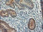 ALS2CR1 Antibody in Immunohistochemistry (Paraffin) (IHC (P))