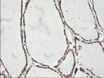 ALS2CR1 Antibody in Immunohistochemistry (Paraffin) (IHC (P))