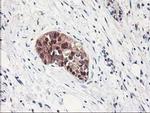 ALS2CR1 Antibody in Immunohistochemistry (Paraffin) (IHC (P))