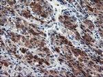 SEC14L2 Antibody in Immunohistochemistry (Paraffin) (IHC (P))