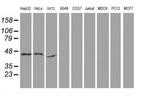 SERPINB13 Antibody in Western Blot (WB)