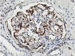 Latexin Antibody in Immunohistochemistry (Paraffin) (IHC (P))