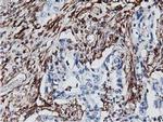 Latexin Antibody in Immunohistochemistry (Paraffin) (IHC (P))