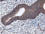 Latexin Antibody in Immunohistochemistry (Paraffin) (IHC (P))