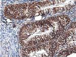 Latexin Antibody in Immunohistochemistry (Paraffin) (IHC (P))