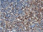 Latexin Antibody in Immunohistochemistry (Paraffin) (IHC (P))