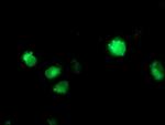 CYP2C9 Antibody in Immunocytochemistry (ICC/IF)