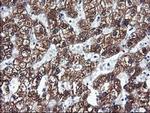 CYP2C9 Antibody in Immunohistochemistry (Paraffin) (IHC (P))