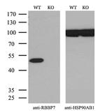 RbAp46 Antibody in Western Blot (WB)