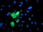 CYP2A6 Antibody in Immunocytochemistry (ICC/IF)