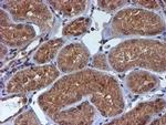 HARS2 Antibody in Immunohistochemistry (Paraffin) (IHC (P))