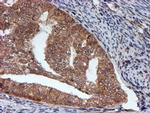 HARS2 Antibody in Immunohistochemistry (Paraffin) (IHC (P))