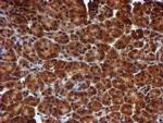 HARS2 Antibody in Immunohistochemistry (Paraffin) (IHC (P))