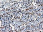 LDLRAP1 Antibody in Immunohistochemistry (Paraffin) (IHC (P))