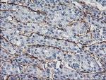 LDLRAP1 Antibody in Immunohistochemistry (Paraffin) (IHC (P))