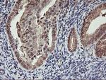 CYP2A6 Antibody in Immunohistochemistry (Paraffin) (IHC (P))