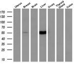 CYP2A6 Antibody in Western Blot (WB)