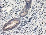 NAPE PLD Antibody in Immunohistochemistry (Paraffin) (IHC (P))