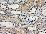 NAPE PLD Antibody in Immunohistochemistry (Paraffin) (IHC (P))