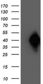 NAPE PLD Antibody in Western Blot (WB)