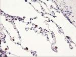 HARS2 Antibody in Immunohistochemistry (Paraffin) (IHC (P))