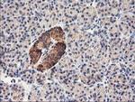 HARS2 Antibody in Immunohistochemistry (Paraffin) (IHC (P))