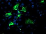 Nucleobindin 1 Antibody in Immunocytochemistry (ICC/IF)