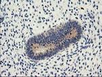 Nucleobindin 1 Antibody in Immunohistochemistry (Paraffin) (IHC (P))