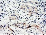 Nucleobindin 1 Antibody in Immunohistochemistry (Paraffin) (IHC (P))