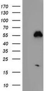 Nucleobindin 1 Antibody in Western Blot (WB)