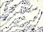 CENPH Antibody in Immunohistochemistry (Paraffin) (IHC (P))