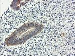 USP10 Antibody in Immunohistochemistry (Paraffin) (IHC (P))