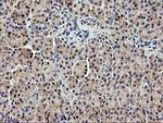 USP10 Antibody in Immunohistochemistry (Paraffin) (IHC (P))