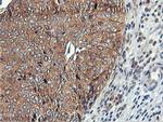 USP10 Antibody in Immunohistochemistry (Paraffin) (IHC (P))