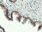 USP10 Antibody in Immunohistochemistry (Paraffin) (IHC (P))