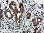 USP10 Antibody in Immunohistochemistry (Paraffin) (IHC (P))