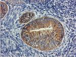 USP10 Antibody in Immunohistochemistry (Paraffin) (IHC (P))