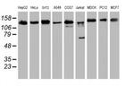 USP10 Antibody in Western Blot (WB)