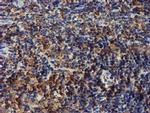 ERP72 Antibody in Immunohistochemistry (Paraffin) (IHC (P))