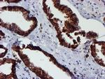 ERP72 Antibody in Immunohistochemistry (Paraffin) (IHC (P))