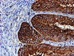 ERP72 Antibody in Immunohistochemistry (Paraffin) (IHC (P))