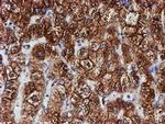 ERP72 Antibody in Immunohistochemistry (Paraffin) (IHC (P))