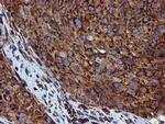 ERP72 Antibody in Immunohistochemistry (Paraffin) (IHC (P))