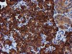 ERP72 Antibody in Immunohistochemistry (Paraffin) (IHC (P))