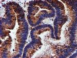 ERP72 Antibody in Immunohistochemistry (Paraffin) (IHC (P))