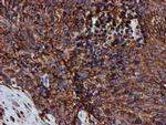 ERP72 Antibody in Immunohistochemistry (Paraffin) (IHC (P))