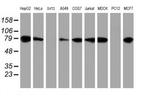 ERP72 Antibody in Western Blot (WB)